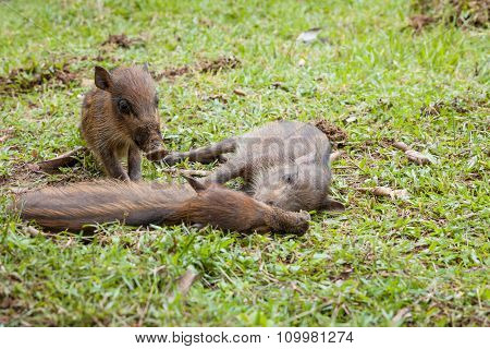 Baby wild boars sleeping on grass