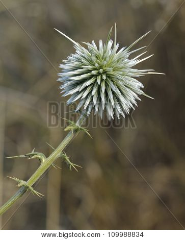 Echinops Spinosissimus