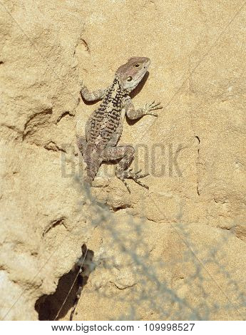 Starred Agama