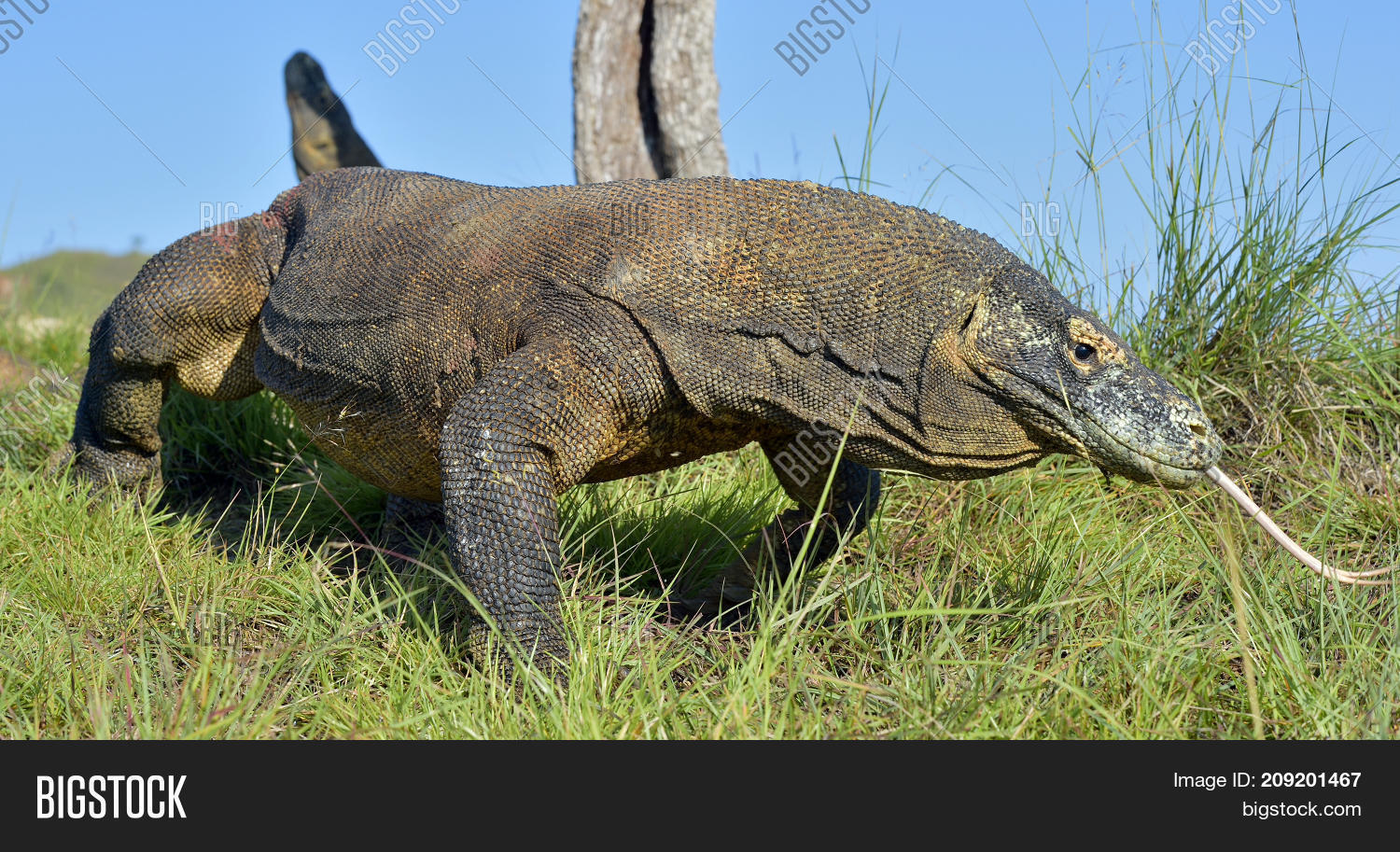 Komodo Dragon ( Image & Photo (Free Trial) Bigstock