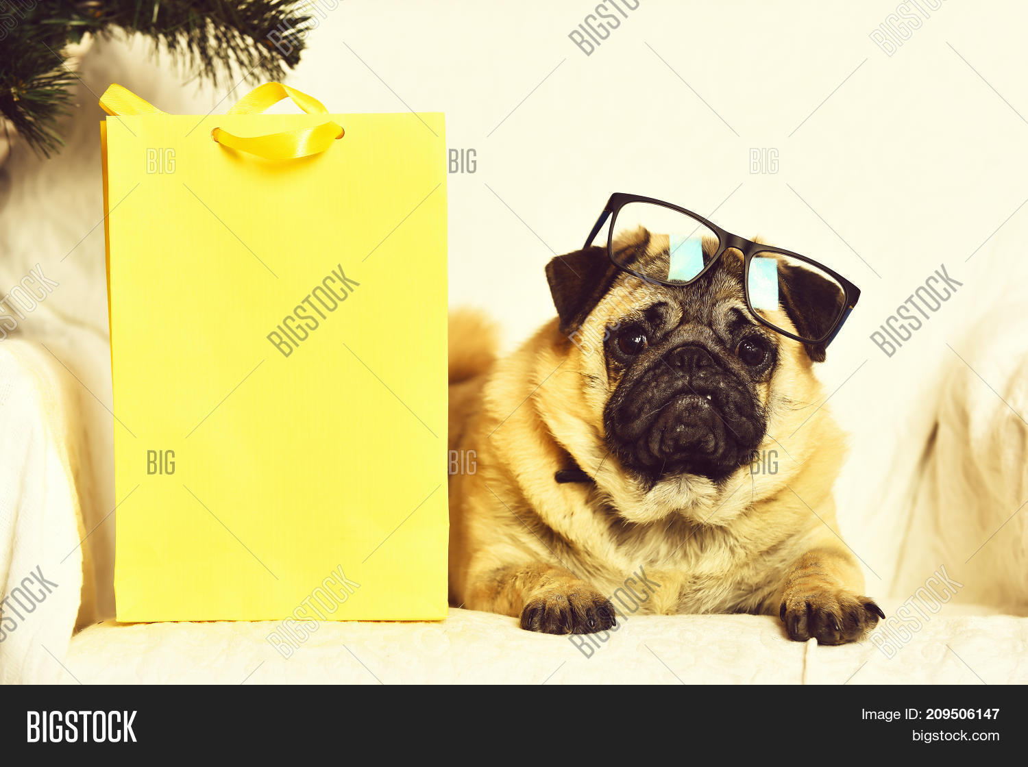 Cute Pug Dog Glasses Image & Photo (Free Trial) Bigstock