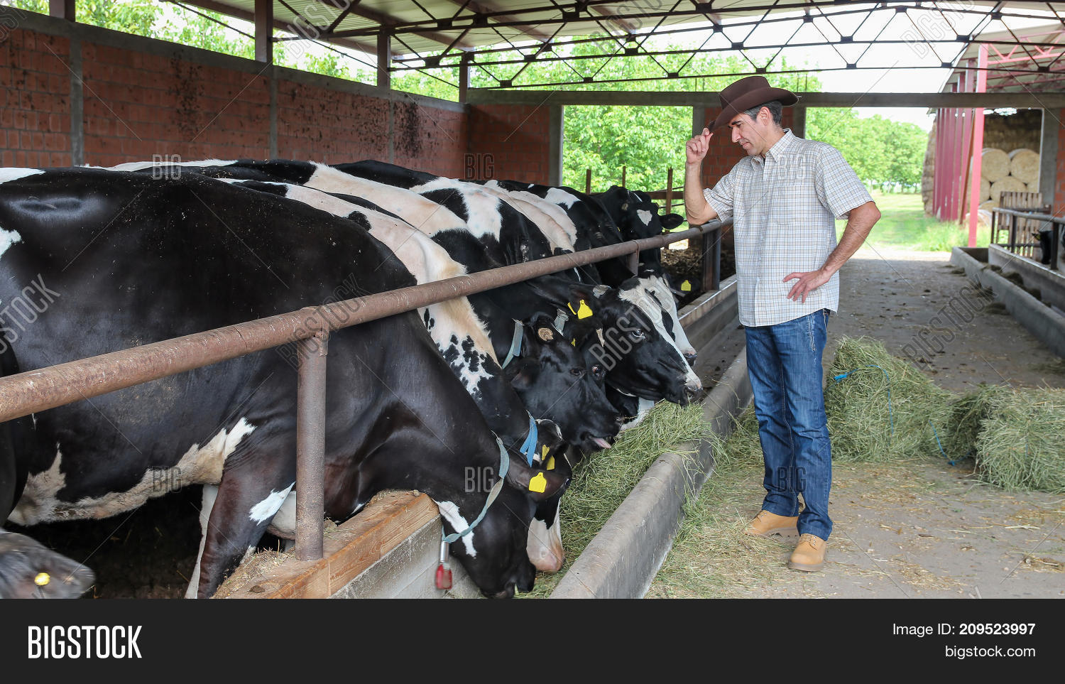 Cattle Farmer . Farmer Image & Photo (Free Trial) Bigstock