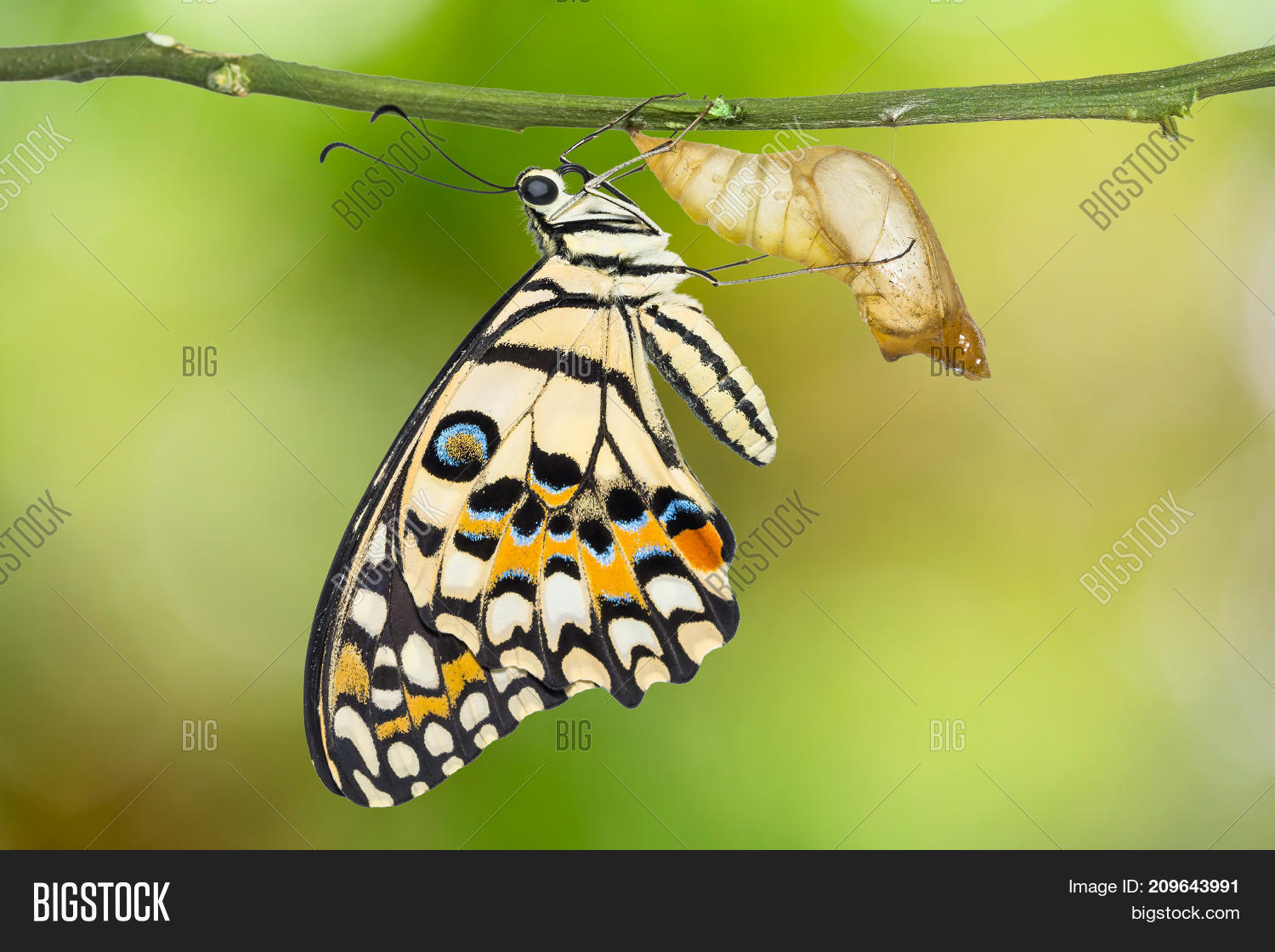 Lime Butterfly Lemon Image & Photo (Free Trial) Bigstock