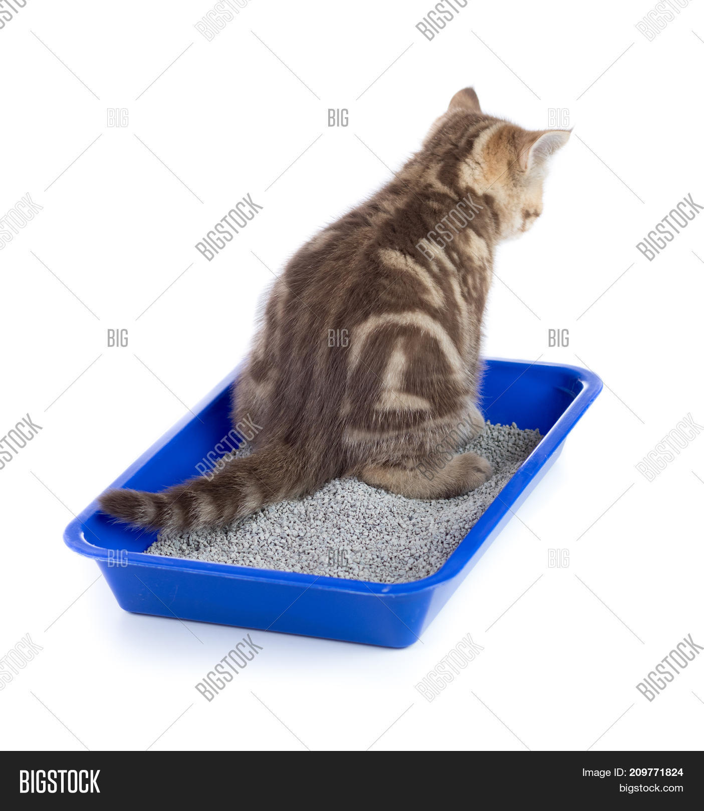 Cat Urinating Toilet Image & Photo (Free Trial) Bigstock