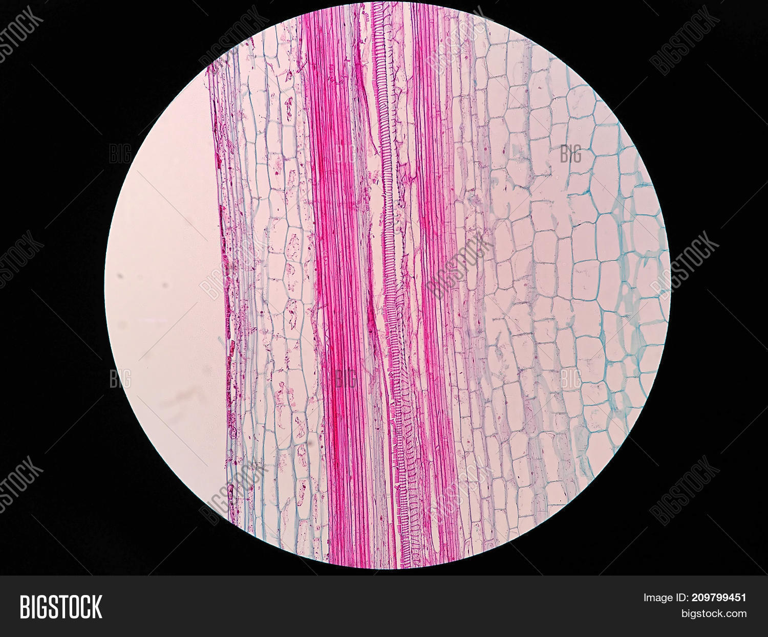 Stem View Plant Stem Long Image & Photo (Free Trial) | Bigstock