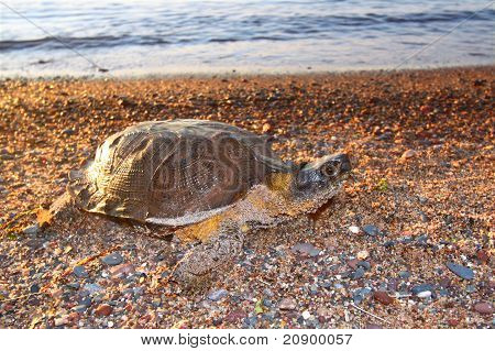 Female Wood Turtle (Glyptemys insculpta) looking for a nesting site in Michigan.