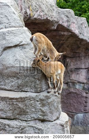 The kid of the East Caucasian tour is playing at the rocks under the supervision of the mother