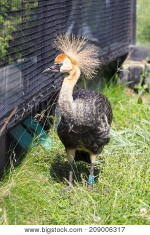 Gray Crowned Crane in an enclosure Zimbabwe National Park at hot