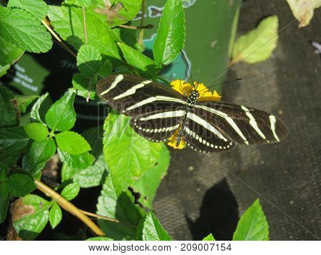 a beautiful zebra longwing butterfly on plant