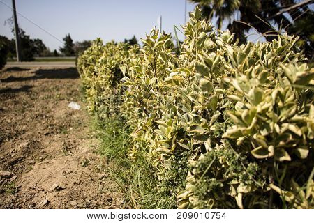The green fence is covered with yellow leaves
