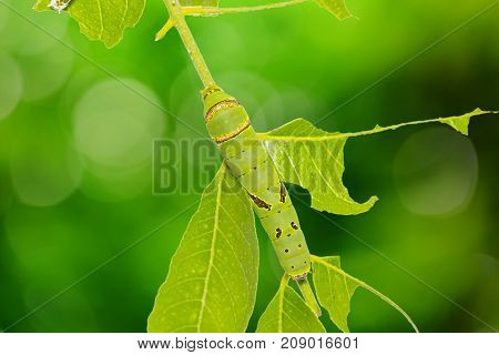 Lime Butterfly (papilio Demoleus) Caterpillar