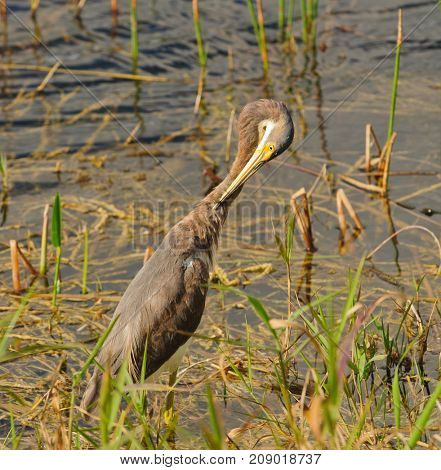 Non-Breeding Tricolored Heron in Florida
