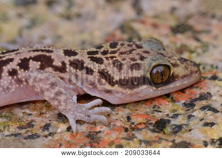 close up image of a Kinabalu Angle-toed Gecko, 
Cyrtodactylus baluensis