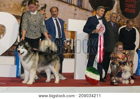 PERUGIA, ITALY - OCTOBER 15, 2017: Award of International expo dog 2017 in Bastia Umbra, Perugia