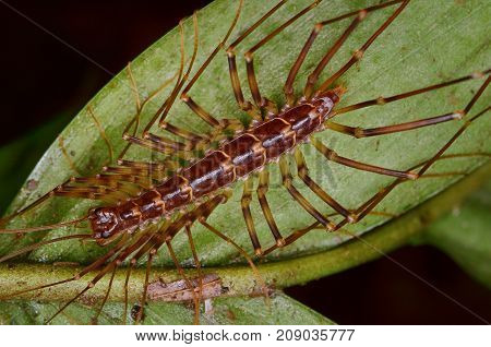 close up image of a house centipede on green leaf