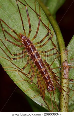 close up image of a house centipede on green leaf