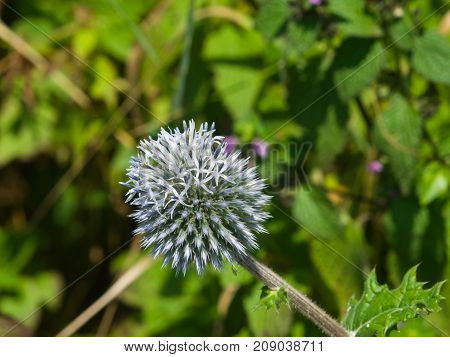 Blossom of Great globe-thistle or Echinops sphaerocephalus close-up selective focus shallow DOF.