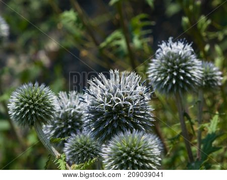 Flower buds of Great globe-thistle or Echinops sphaerocephalus close-up selective focus shallow DOF.