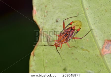 macro image of a beautiful mirid bug