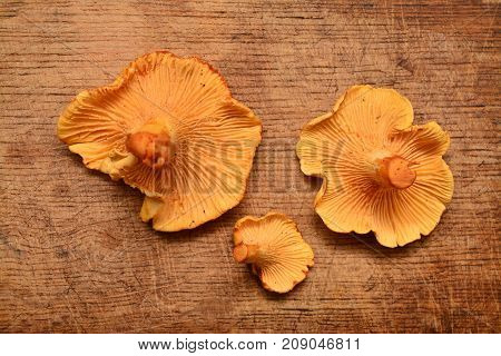edible cantharellus cibarius, chanterelle mushroom on wood