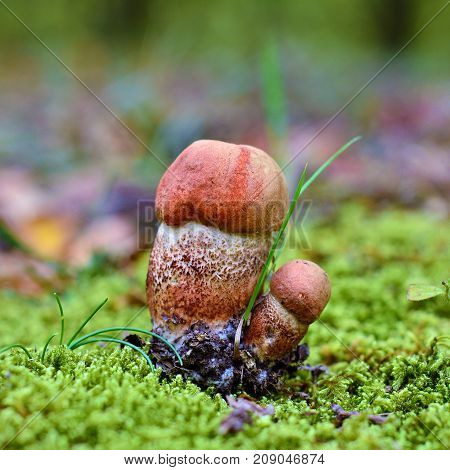 leccinum versipelle mushroom known as the orange birch bolete