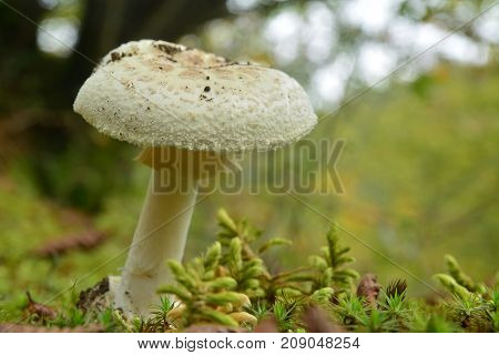 edible amanita citrina mushroom, the false deathcap