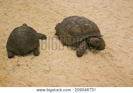 Photo of two big tortoise in the sand