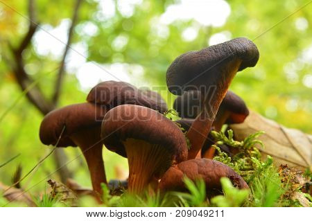 omphalotus olearius mushrooms in the forest can be deadly