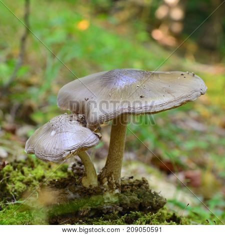 Pluteus cervinus commonly known as the deer shield