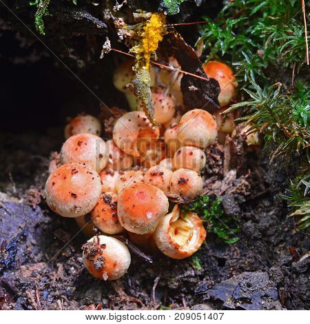 hypholoma fasciculare mushroom known as the sulphur tuft or clustered woodlover
