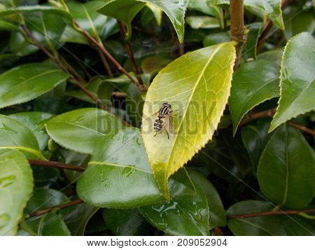 A Common Hover Fly On A Camelia Leaf In England UK
( totally harmless fly even though it looks like a wasp)
