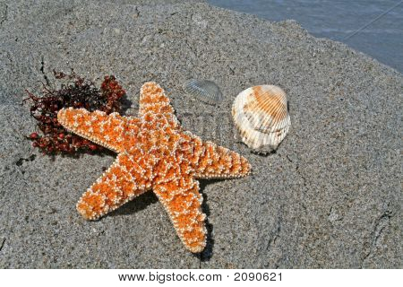 Starfish And Shells