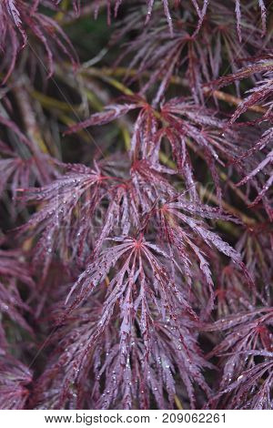 Gorgeous Red Split Leaf Japanese Maple Up Close