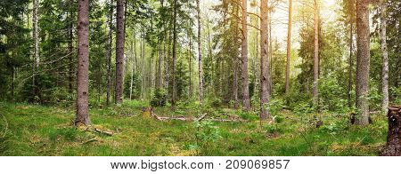pine and fir forest panorama in spring