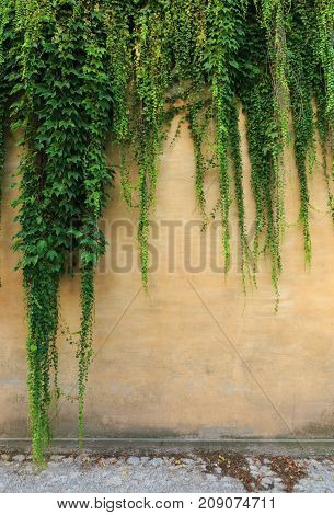 Green Climbing Plants On A Brick Wall.