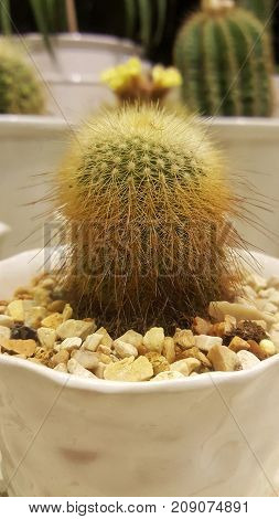Cactus scientific name Plantae Magnoliophyta Magnoliopsida Caryophyllales Cactaceae