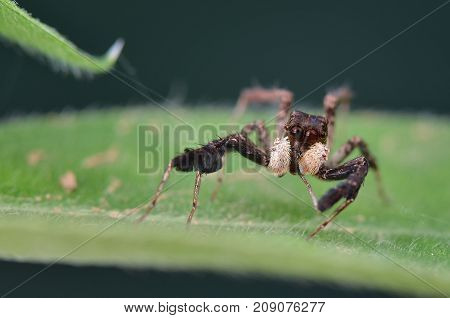 macro image of the world's most intelligent spider - Fringed Jumping Spider