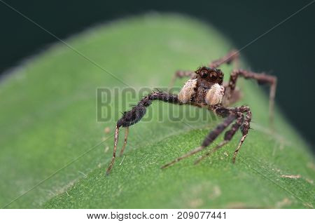 macro image of the world's most intelligent spider - Fringed Jumping Spider