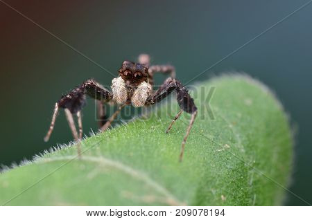 macro image of the world's most intelligent spider - Fringed Jumping Spider