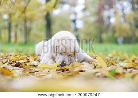 Old Golden Retriever is lying on yellow ground in autumn. He is resting during walk or waiting for command of owner