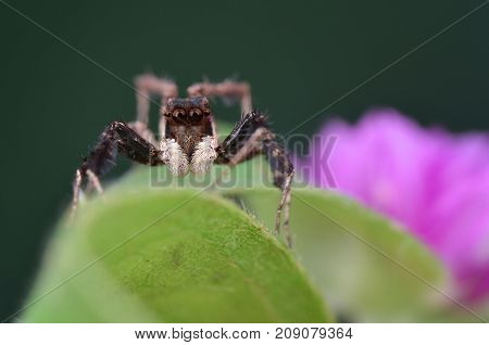 macro image of the world's most intelligent spider - Fringed Jumping Spider