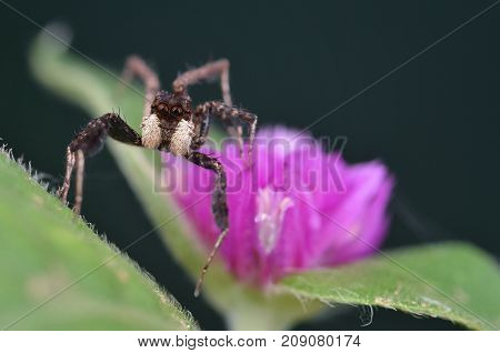 macro image of the world's most intelligent spider - Fringed Jumping Spider