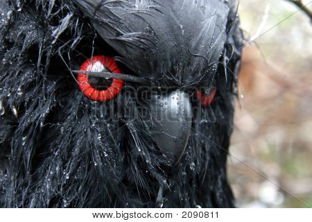 ตกแต่ง Owl น่ากลัว