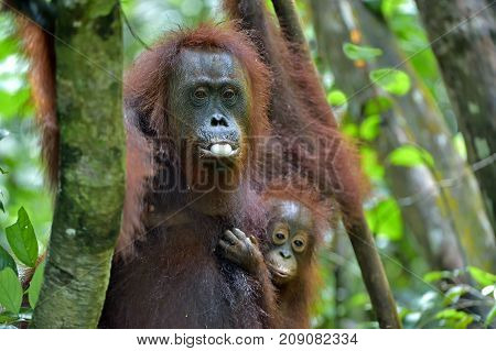Mother orangutan and cub in a natural habitat. Bornean orangutan (Pongo pygmaeus wurmmbii) in the wild nature. Rainforest of Island Borneo. Indonesia.