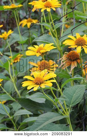 The Flowers In The Field