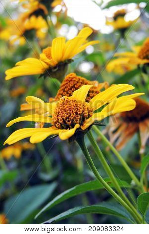 The Flowers In The Field