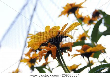 The Flowers In The Field