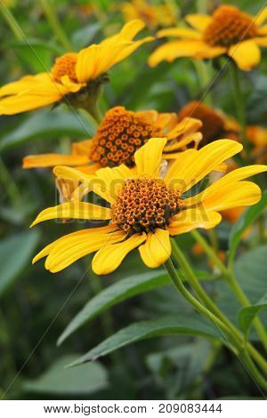 The Flowers In The Field