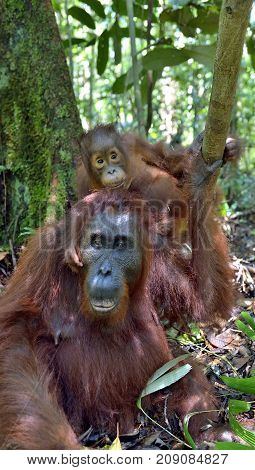 Mother orangutan and cub in a natural habitat. Bornean orangutan (Pongo pygmaeus wurmmbii) in the wild nature. Rainforest of Island Borneo. Indonesia.