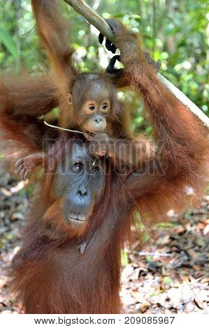 Mother orangutan and cub in a natural habitat. Bornean orangutan (Pongo pygmaeus wurmmbii) in the wild nature. Rainforest of Island Borneo. Indonesia.